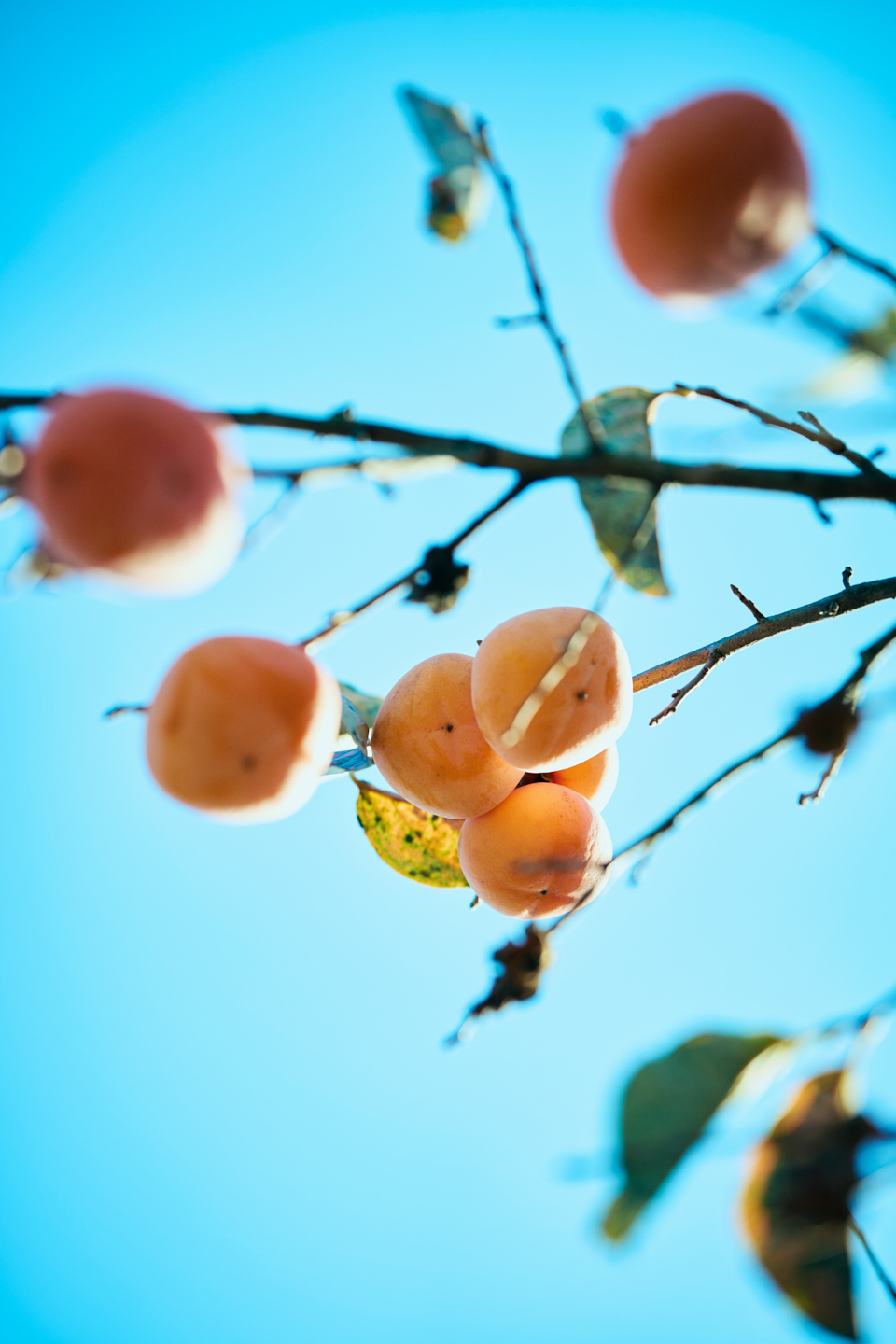 【写真】柿が実る木の枝を下からとらえた写真。背景には薄青い空が広がり、柿の実は陽光に照らされている。