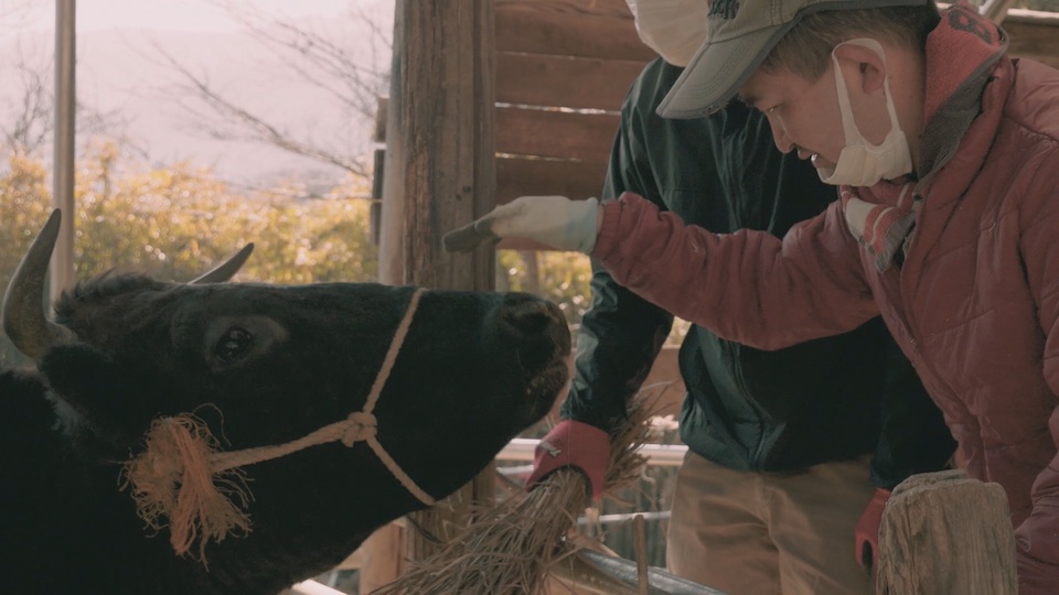 【写真】おおもりさんが職員さんと一緒に藁を牛に食べさせている場面。牛の鼻の頭をなでようと、おおもりさんがゆっくりと右手をのばしている。
